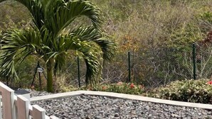 A coastal landscape with a palm tree, rocky terrain, and a view of the ocean. - Gîte Morne aux Vents (Case-Pilote)
