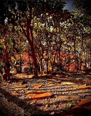 Surrounded by diverse trees and foliage, this serene natural setting invites exploration.