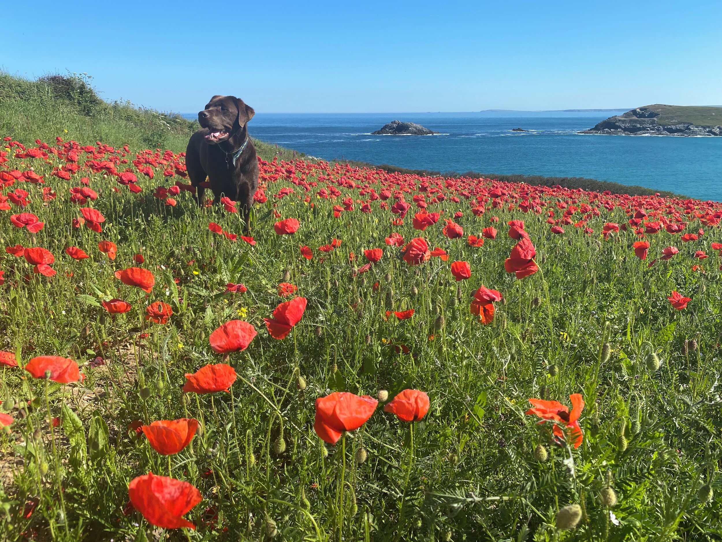 A field of red poppies with a dog and a coastal view in the background.