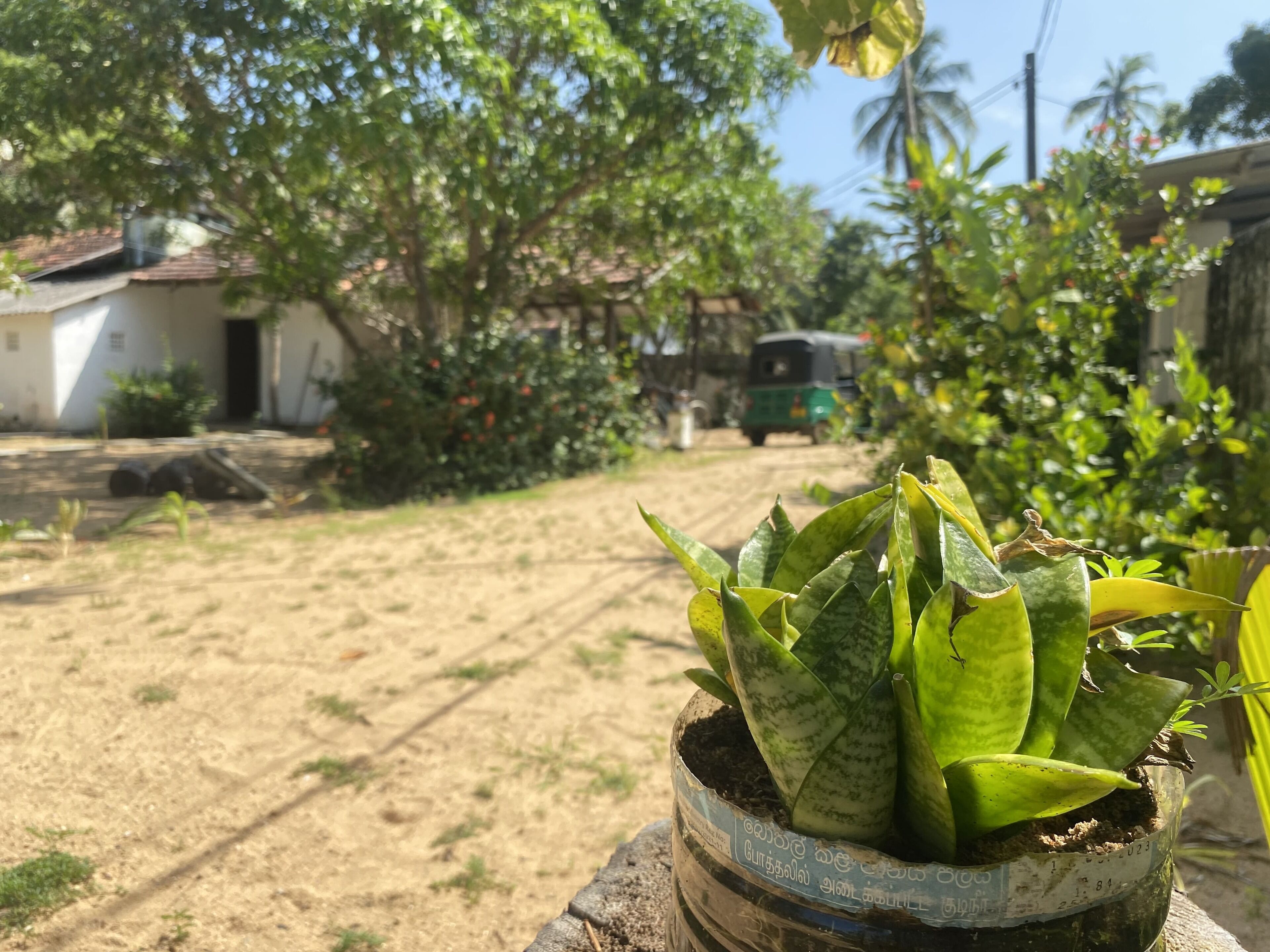 A potted plant with a label in a foreign script, a sandy ground, and a distant auto-rickshaw.