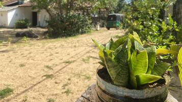 A potted plant with a label in a foreign script, a sandy ground, and a distant auto-rickshaw.