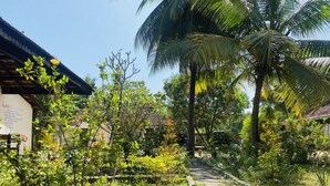 A garden pathway with various plants and a palm tree.