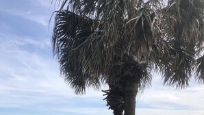 A grassy area with a palm tree and a small bush, a wooden fence, and a view of the beach and ocean.