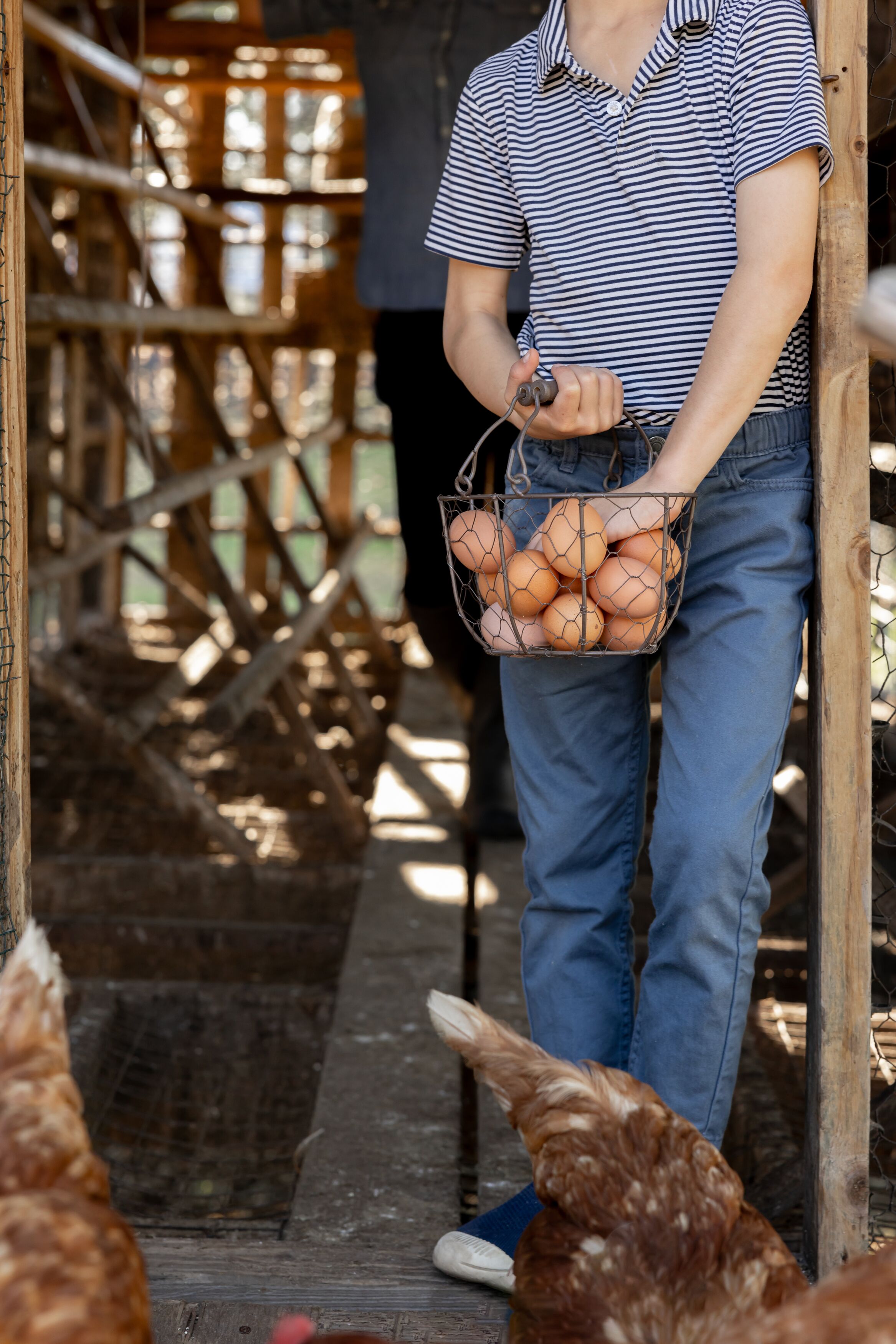 A person holding a basket of eggs, standing on a wooden platform with chickens nearby.