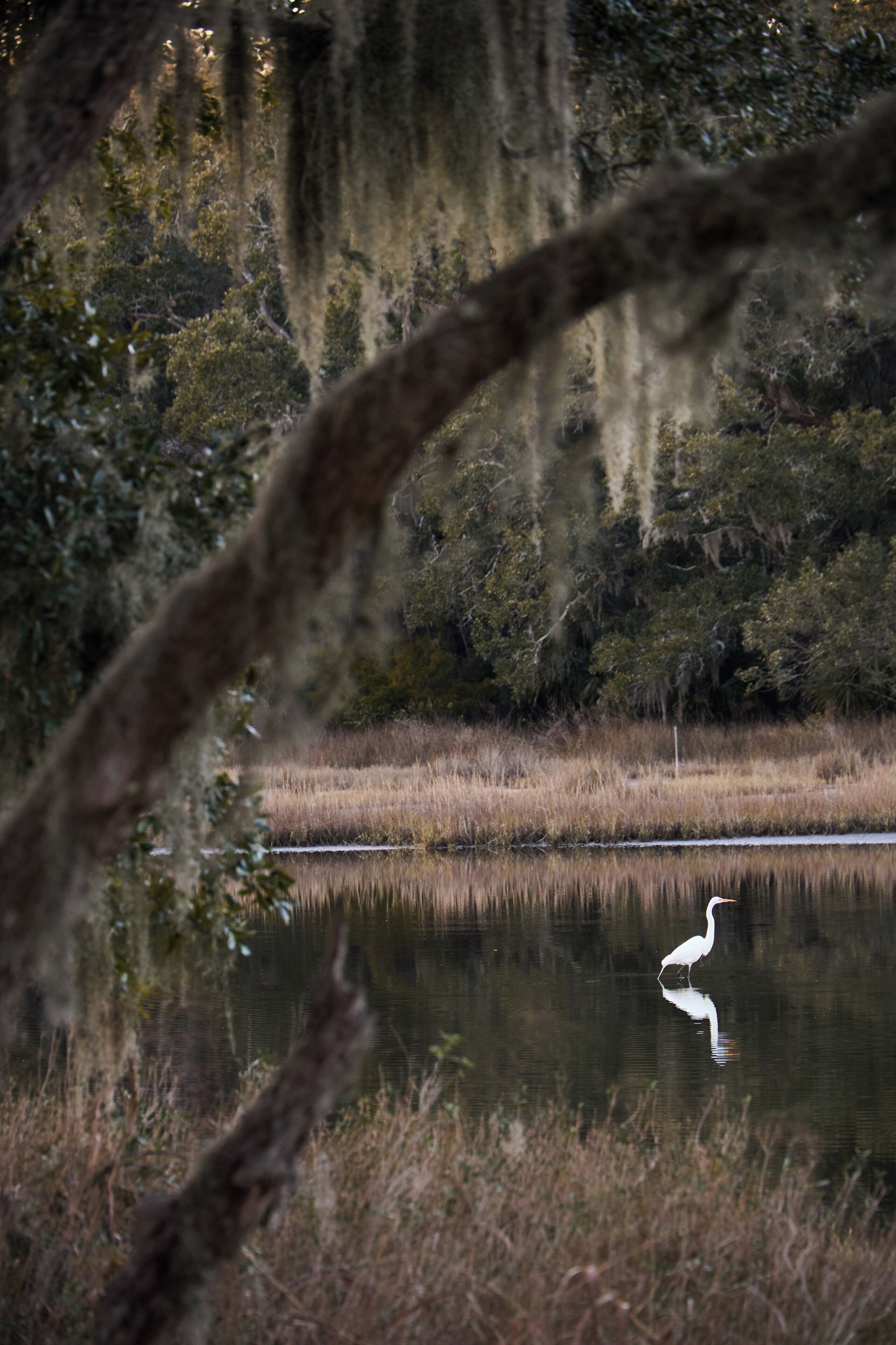 Un paysage paisible avec une étendue d’eau, des arbres et un oiseau.
