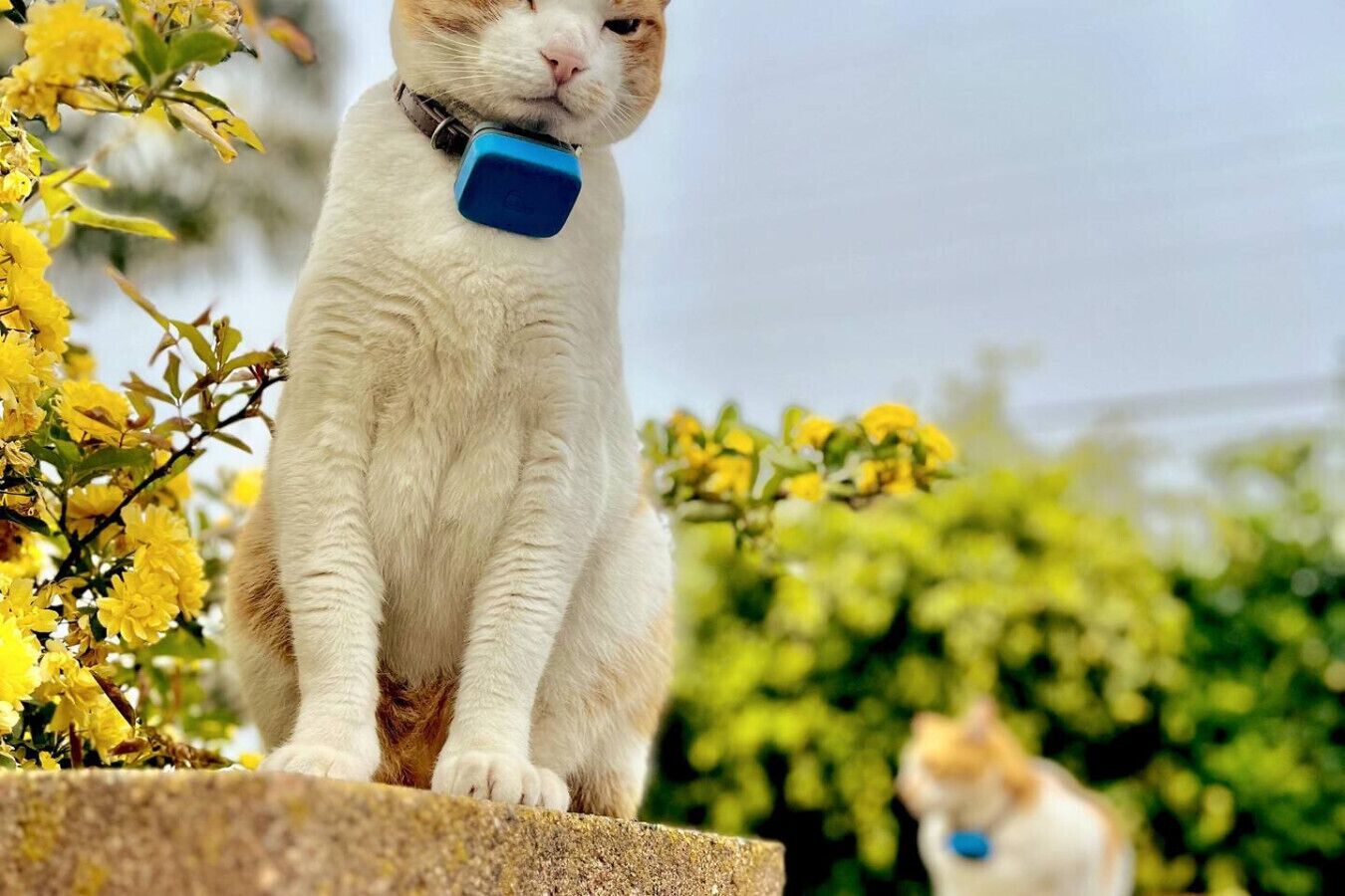 A white cat with a blue collar sitting on a stone ledge surrounded by yellow flowers.