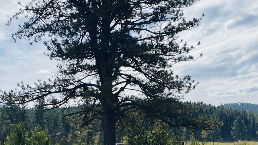 Black Hills Cabins at Quails Crossing