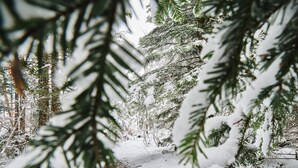 Ein verschneiter Waldweg mit immergrünen Bäumen.