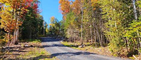 A paved road flanked by trees with autumn foliage.