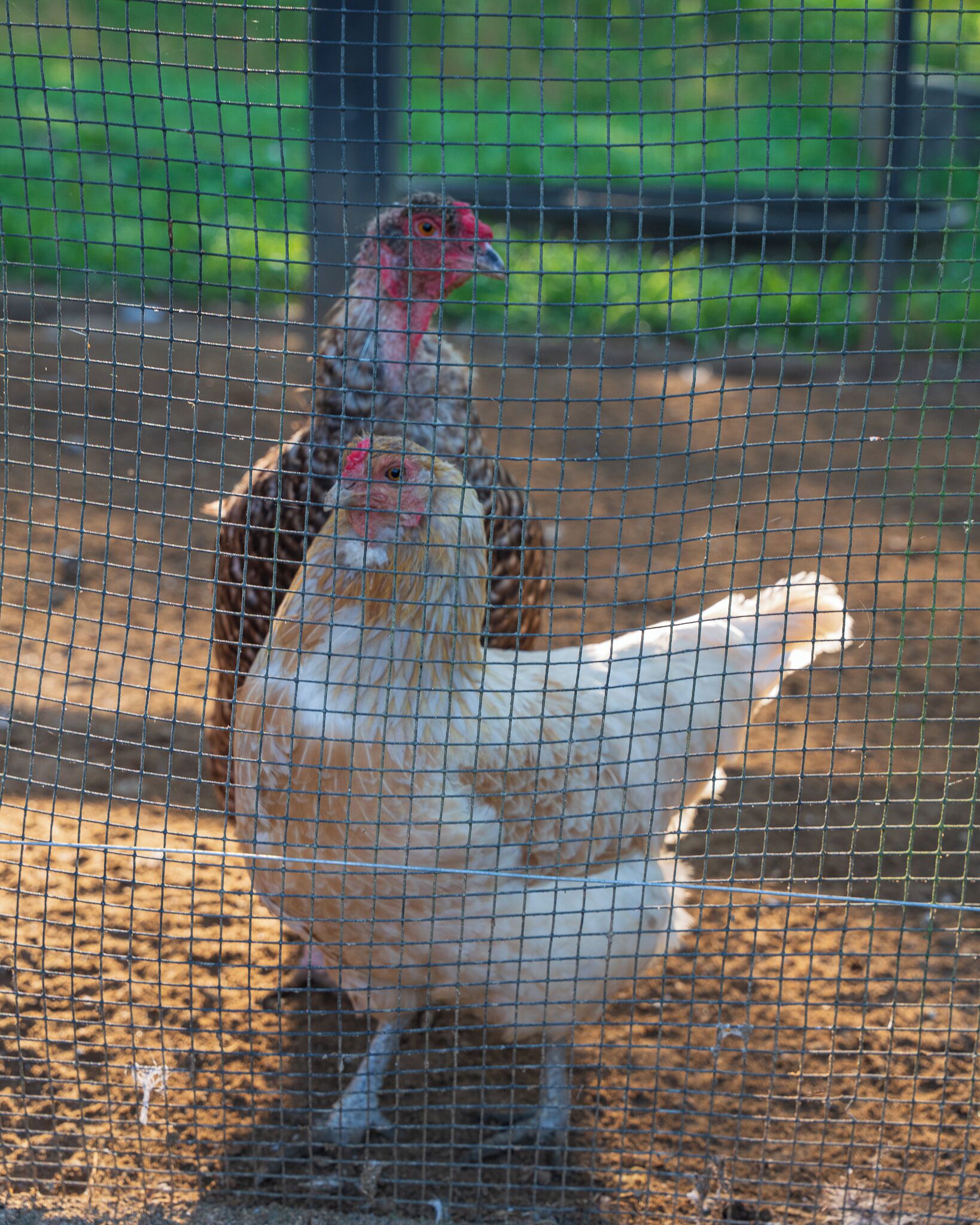 Un poulailler en treillis métallique, abritant des poules et un coq.