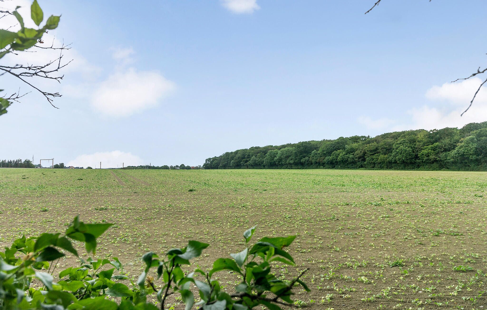 Un'ampia distesa erbosa sotto un cielo sereno, con una collina boscosa sullo sfondo.