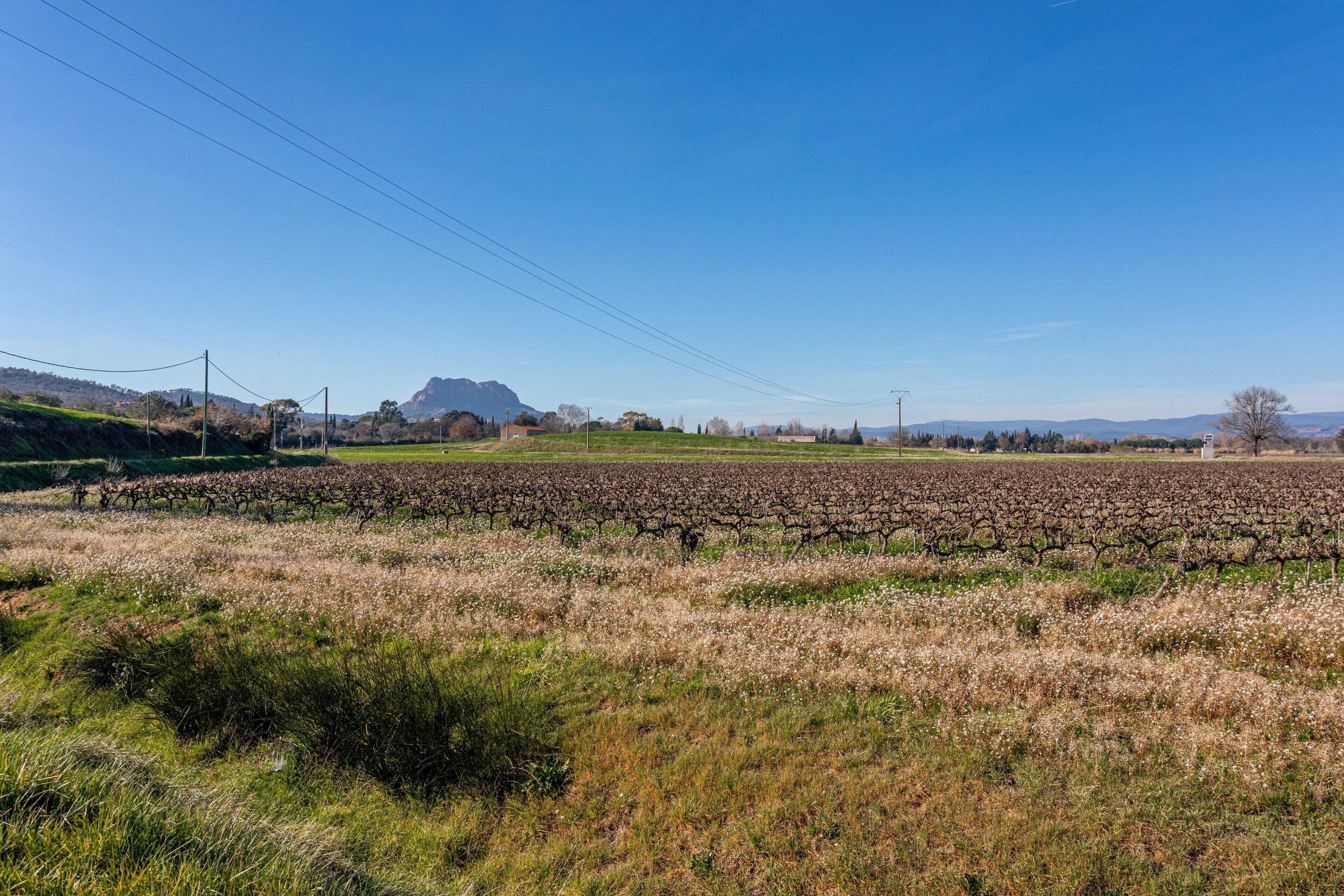 A vineyard with rows of grapevines under a clear sky.