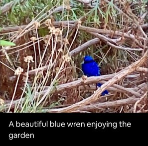 A bird in a natural setting. - "Begonia Cottage" welcomes you.... (Dwellingup)