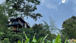 Una casa en los árboles con balcón, rodeada de exuberante follaje y plantas de banano.