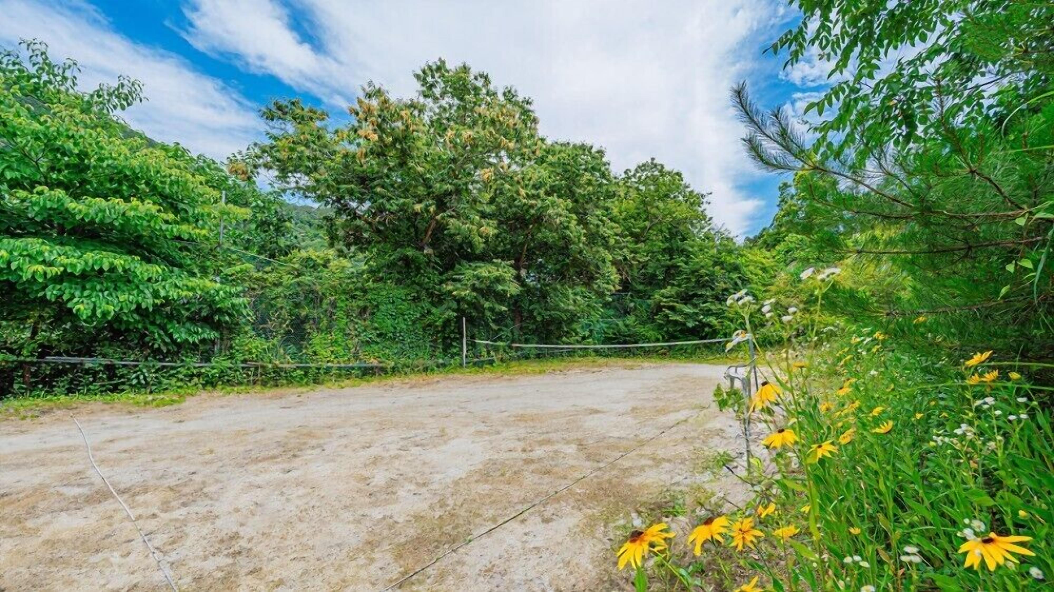 A dirt road surrounded by dense green foliage and trees.