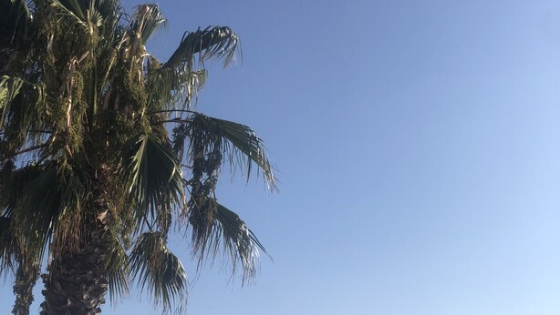 A beach with a palm tree, a pathway, and umbrellas in the distance.