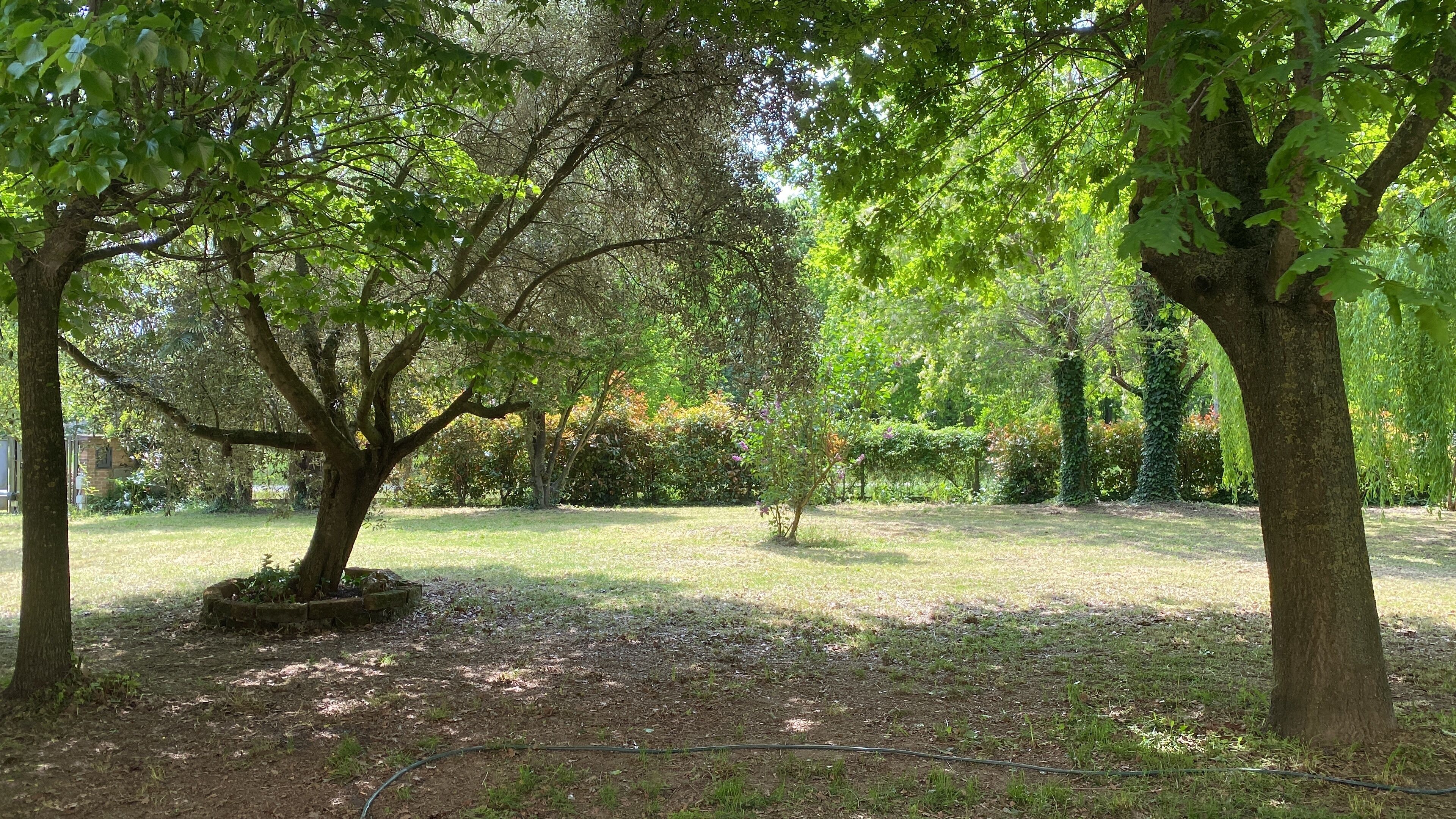 Un jardín con árboles maduros, césped y un camino de piedra.