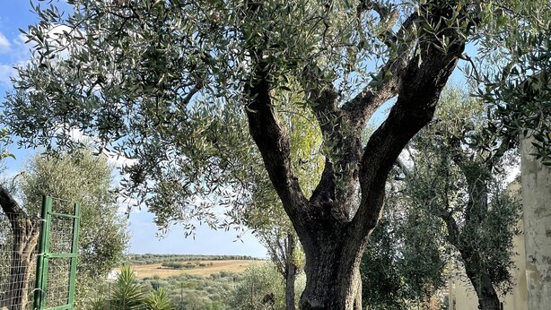 A large tree with a thick trunk and dense foliage in a grassy area. - La Casedda Verde - Pisticci - nature and relaxation (Basilicata)