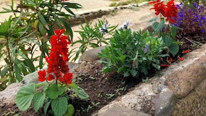 Un giardino con diverse piante e fiori, una spiaggia sabbiosa e l'oceano sullo sfondo.