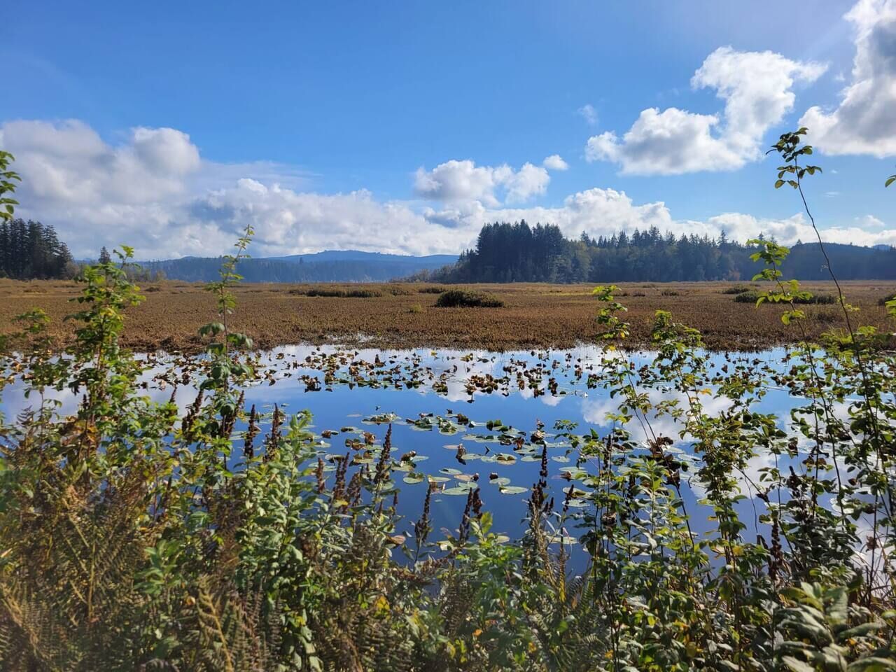 A natural landscape with a body of water, surrounded by vegetation and distant mountains.