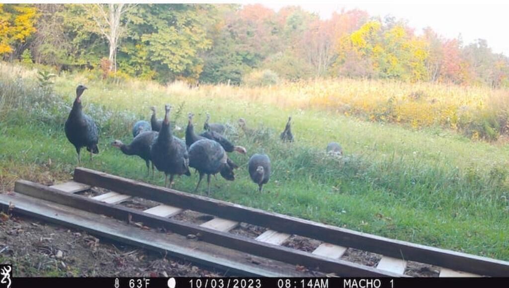 A hen and her flock in the early fall.