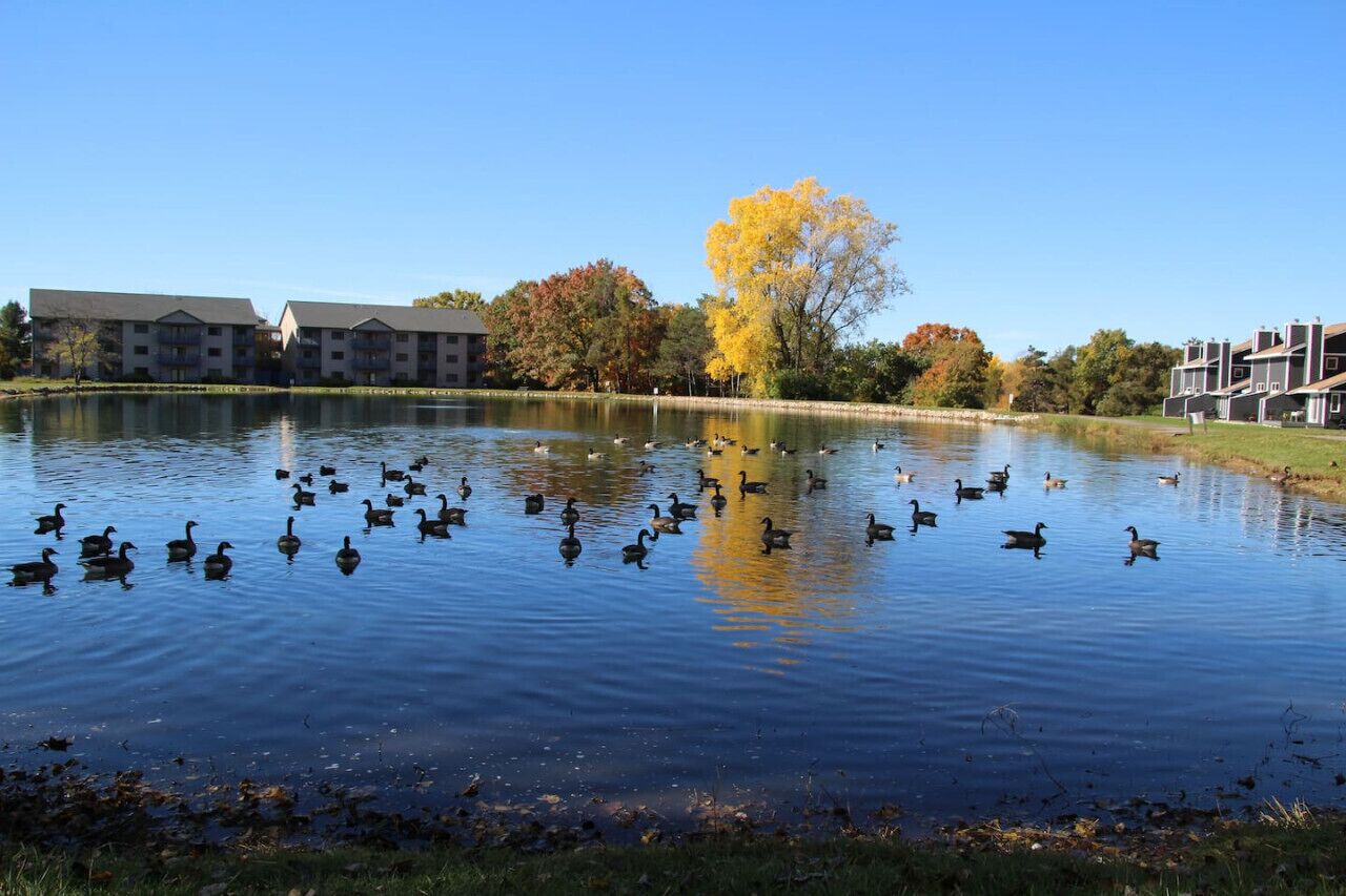 A pond with ducks, surrounded by buildings and autumn trees.