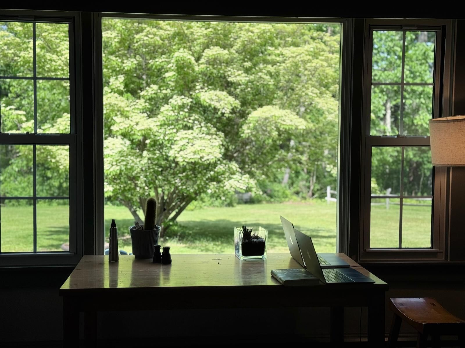 A desk with a laptop, a cactus, and a salt shaker in front of a window with a view of a tree and grass.
