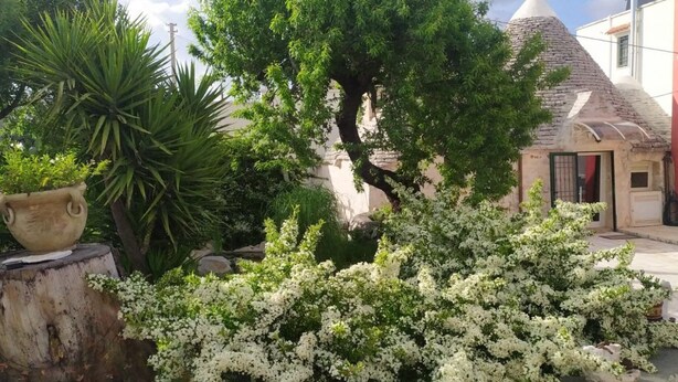 Un jardin avec un grand arbre, des arbustes à fleurs blanches et un pot en pierre.