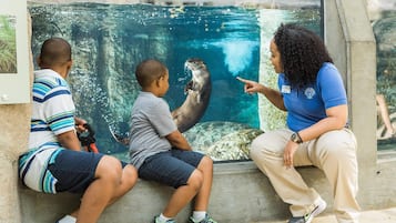 Accommodatievoorzieningen