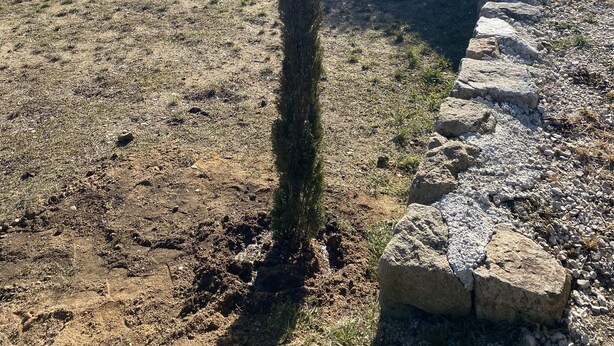 A stone wall with a small tree in front, a grassy area, and a clear sky.