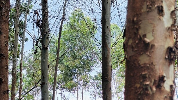 Un bâtiment rustique en bois, avec un toit rouge, entouré de grands arbres.