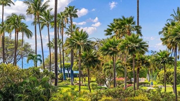 Un jardín tropical con altas palmeras y vista al océano.