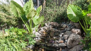 Un jardin agrémenté d’une petite cascade, de grandes feuilles vertes et d’une variété de plantes.