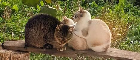 Overnattingsstedets uteområder