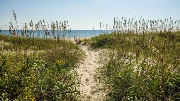 A sandy beach path leading to the sea, surrounded by tall grasses and plants.