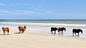 A beach with horses walking along the shore. - *New*Oceanview, Golf, Pool, Tennis, Beach Access (Corolla)