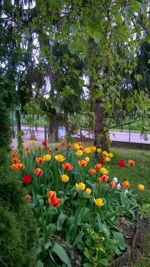 Terrein van de accommodatie