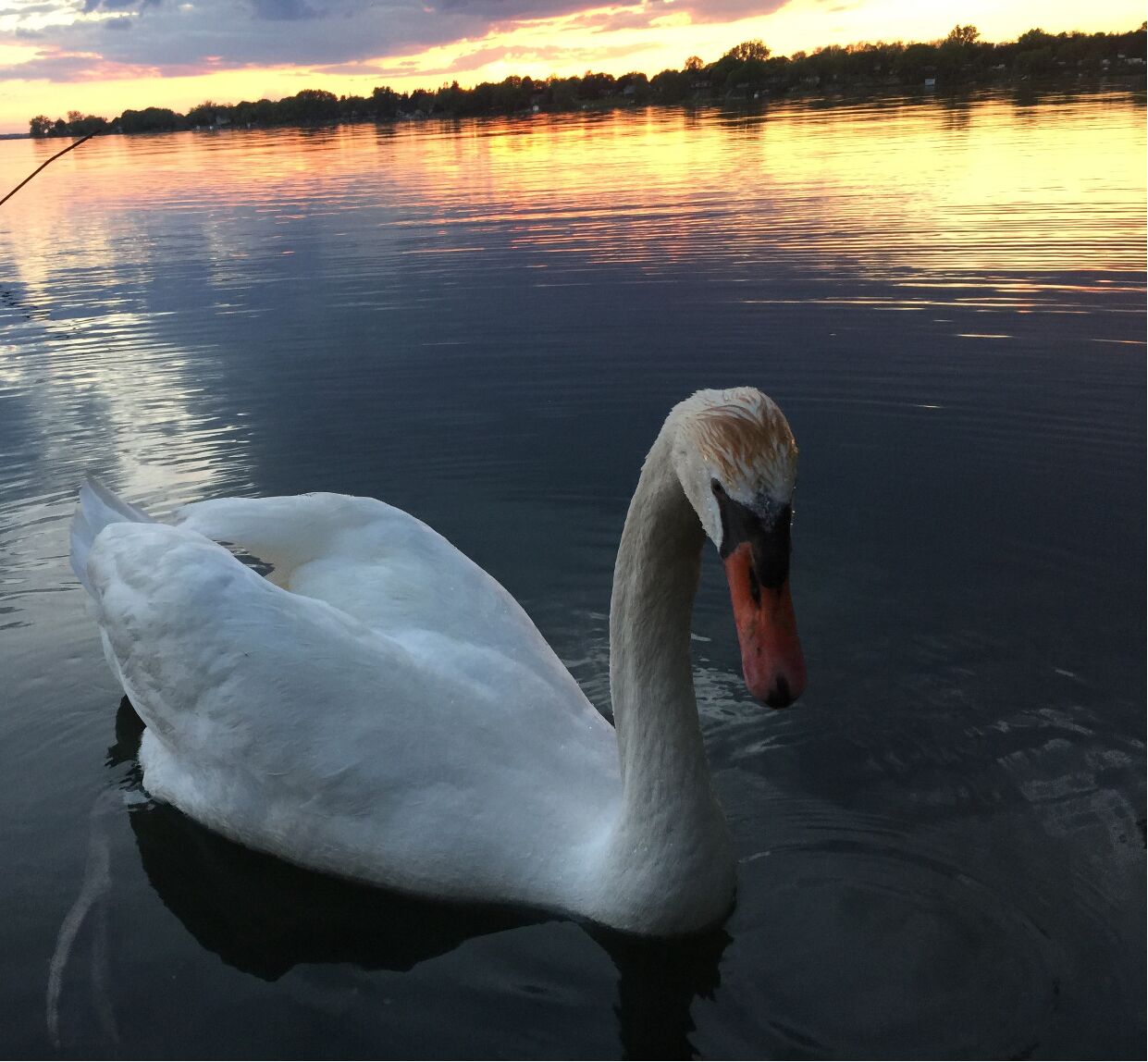 Un cygne nage dans une eau calme, avec un coucher de soleil en arrière-plan.