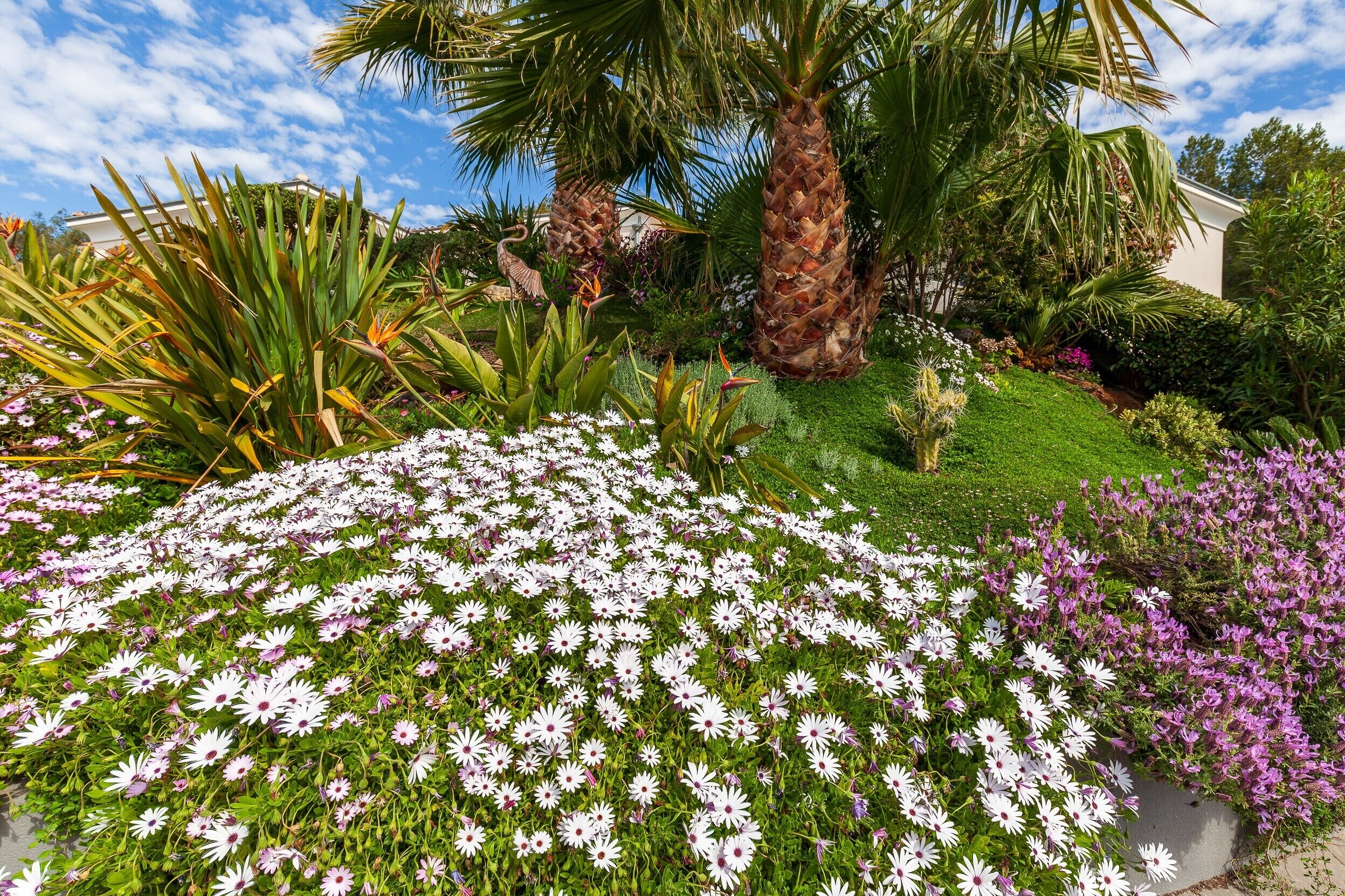 Un jardín con flores blancas y púrpuras, palmeras y una casa al fondo.
