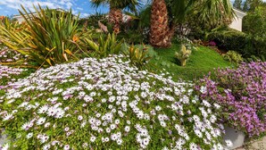 A garden with white and purple flowers, palm trees, and a house in the background.