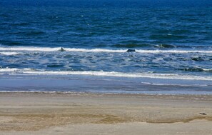 Beach nearby, fishing