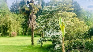 A lush garden with a variety of trees, including a palm tree and flowering trees, and a grassy lawn.