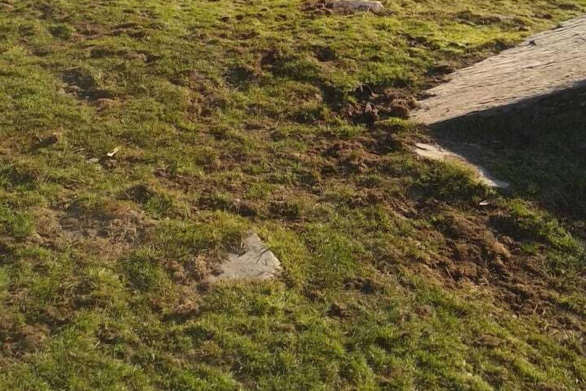 Deux tentes vertes sont installées sur une colline herbeuse, avec une montagne en arrière-plan.