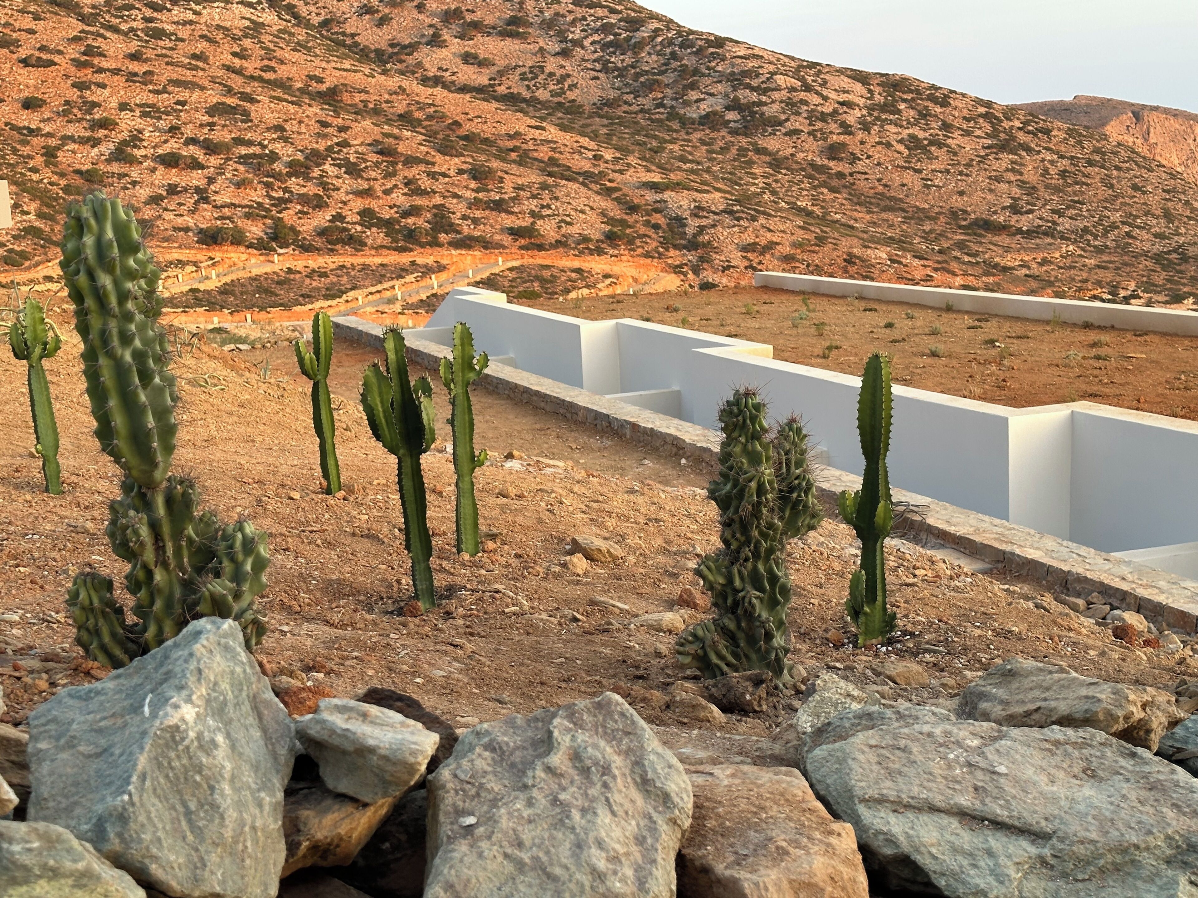 Paesaggio desertico con cactus e terreno roccioso.