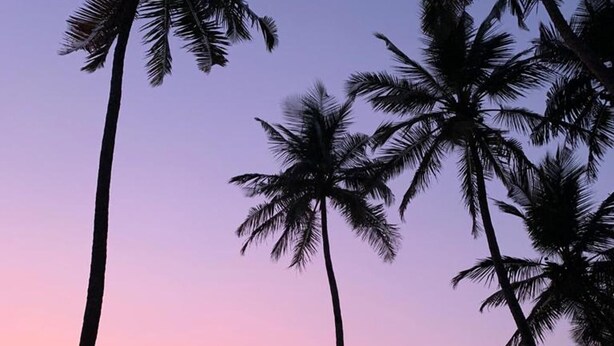 A beach with palm trees and a sunset.