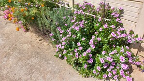 A garden with various flowering plants, including marigolds and pink flowers, along a brick wall.