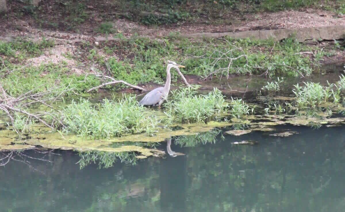 A bird standing by a calm body of water with overhanging branches and greenery.