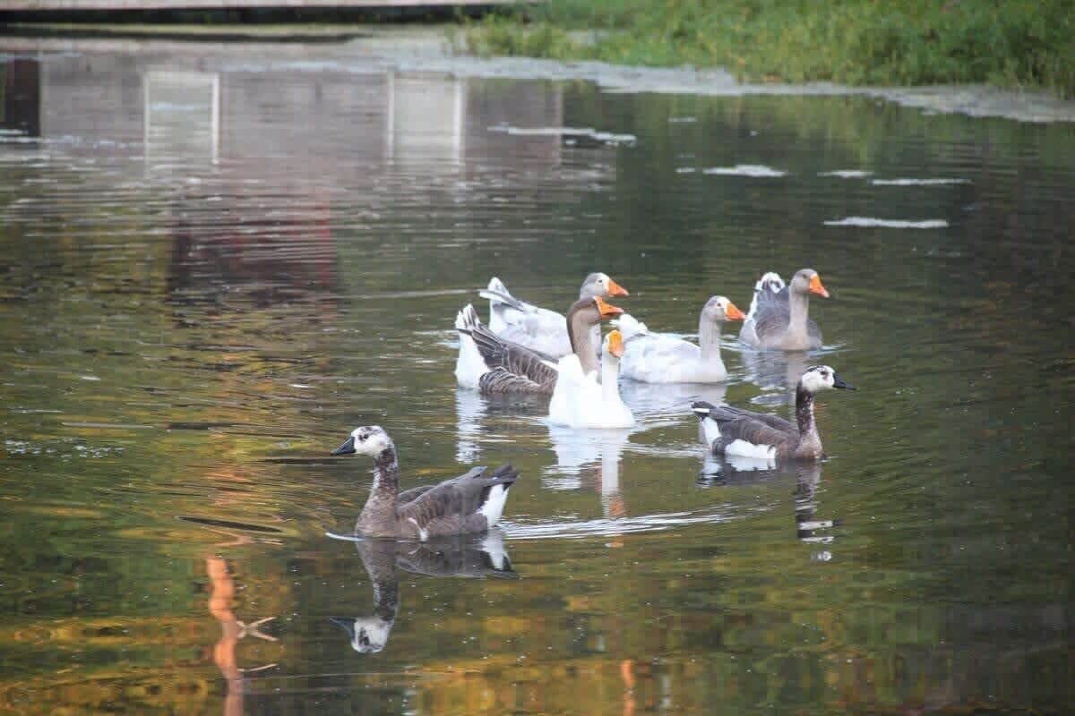 En flok gæs svømmer i stille vand.