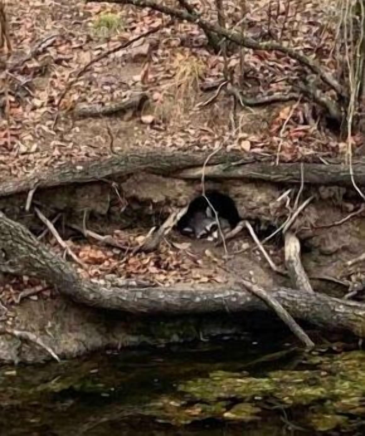 Un procione in un ambiente naturale con un albero caduto e un ruscello.