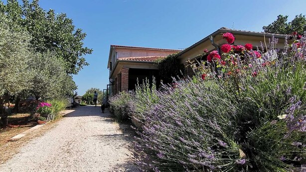 Un chemin de gravier mène à un bâtiment dont le toit est recouvert de tuiles, et qui est entouré de lavande et d’autres plantes à fleurs.
